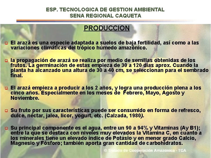 ESP. TECNOLOGICA DE GESTION AMBIENTAL SENA REGIONAL CAQUETA PRODUCCION q El arazá es una