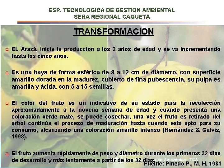 ESP. TECNOLOGICA DE GESTION AMBIENTAL SENA REGIONAL CAQUETA TRANSFORMACION q EL Arazá, inicia la