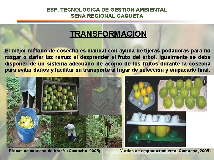 ESP. TECNOLOGICA DE GESTION AMBIENTAL SENA REGIONAL CAQUETA TRANSFORMACION El mejor método de cosecha