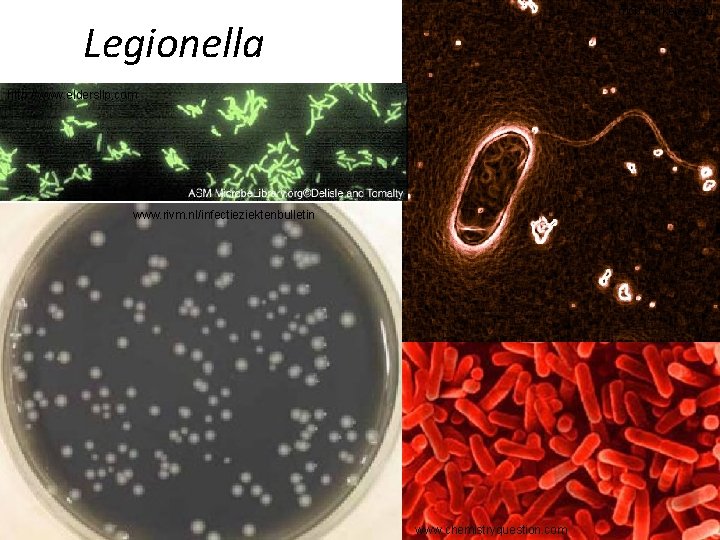 mcb. berkeley. edu Legionella http: //www. eldersllp. com www. rivm. nl/infectieziektenbulletin www. chemistryquestion. com