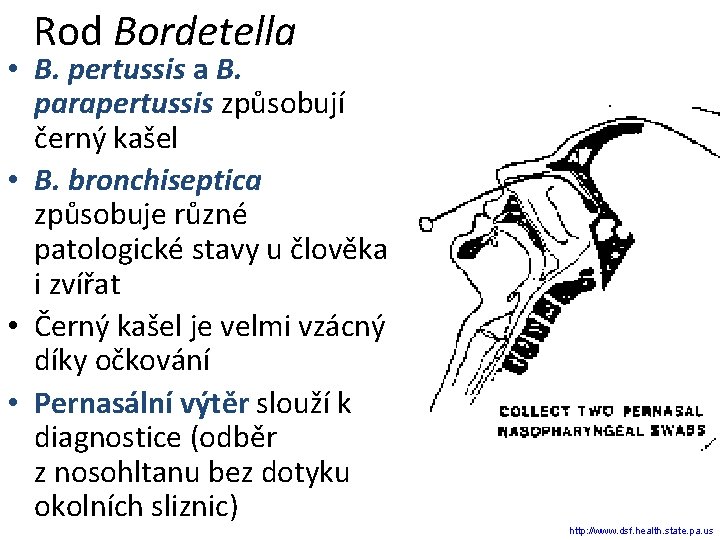 Rod Bordetella • B. pertussis a B. parapertussis způsobují černý kašel • B. bronchiseptica