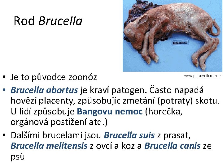 Rod Brucella • Je to původce zoonóz • Brucella abortus je kraví patogen. Často