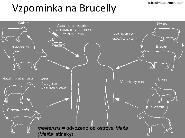 Vzpomínka na Brucelly melitensis = odvozeno od ostrova Malta (Melita latinsky) gsbs. utmb. edu/microbook