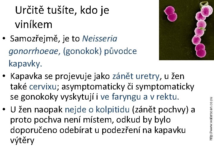  • Samozřejmě, je to Neisseria gonorrhoeae, (gonokok) původce kapavky. • Kapavka se projevuje