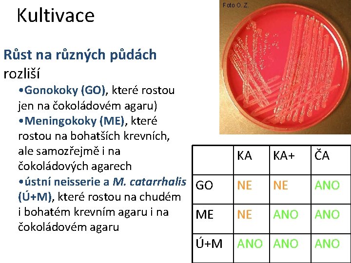 Kultivace Foto O. Z. Růst na různých půdách rozliší • Gonokoky (GO), které rostou