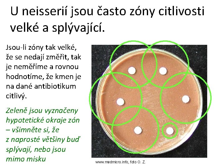 U neisserií jsou často zóny citlivosti velké a splývající. Jsou-li zóny tak velké, že