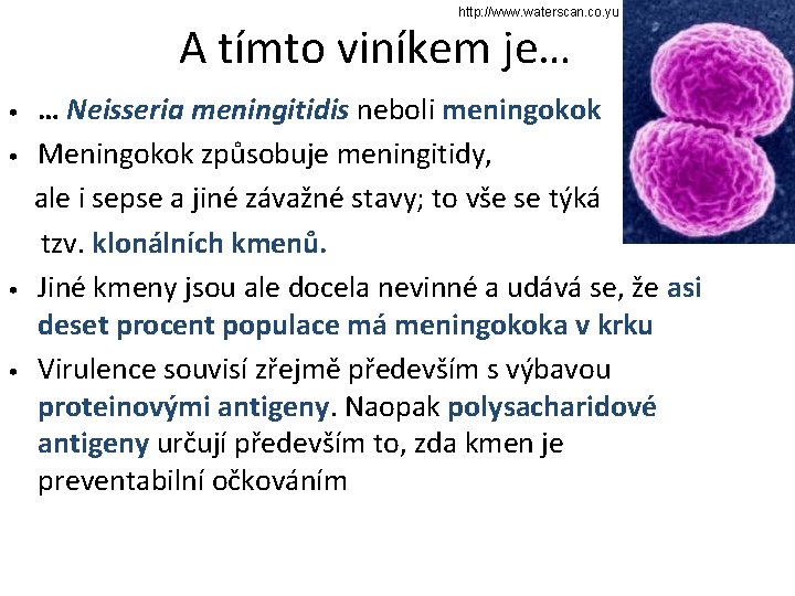 http: //www. waterscan. co. yu A tímto viníkem je… • • … Neisseria meningitidis