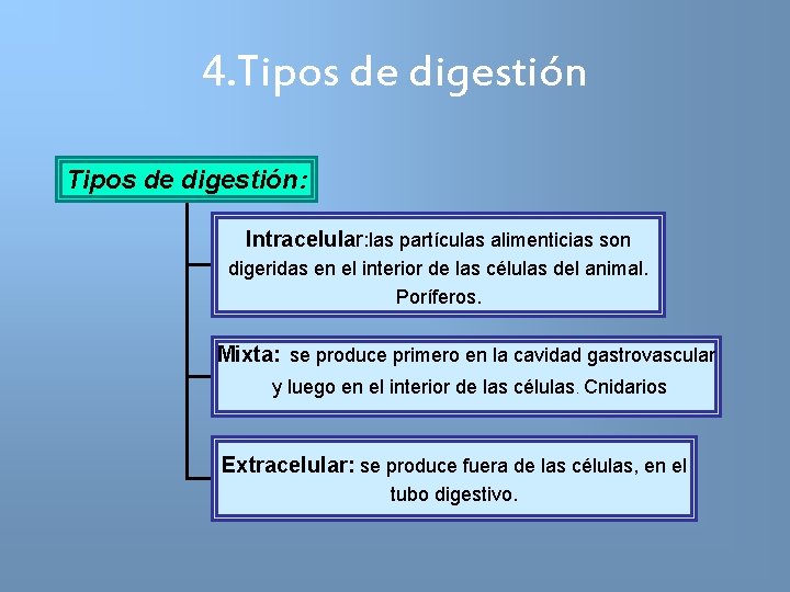 4. Tipos de digestión: Intracelular: las partículas alimenticias son digeridas en el interior de