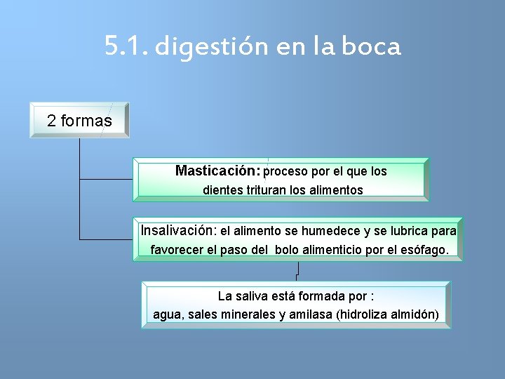 5. 1. digestión en la boca 2 formas Masticación: proceso por el que los