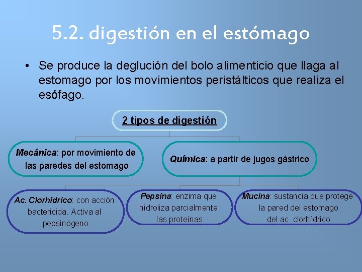 5. 2. digestión en el estómago • Se produce la deglución del bolo alimenticio