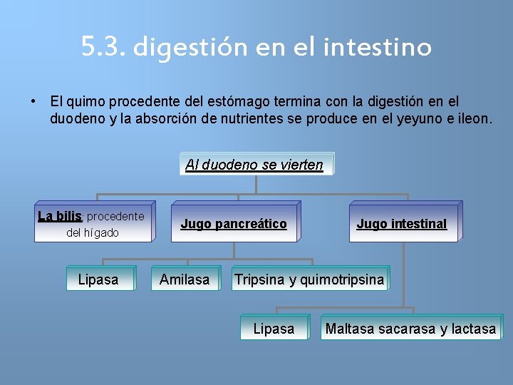 5. 3. digestión en el intestino • El quimo procedente del estómago termina con