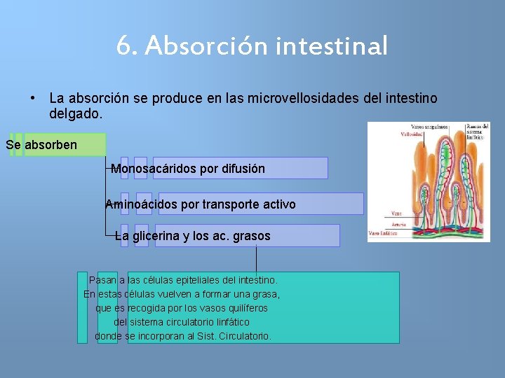 6. Absorción intestinal • La absorción se produce en las microvellosidades del intestino delgado.