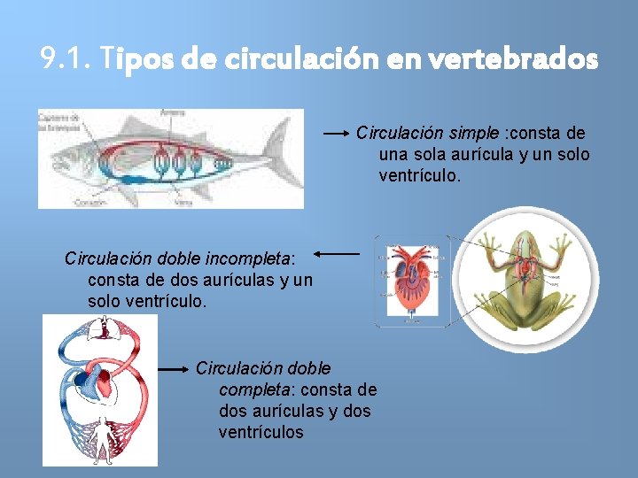 9. 1. Tipos de circulación en vertebrados Circulación simple : consta de una sola