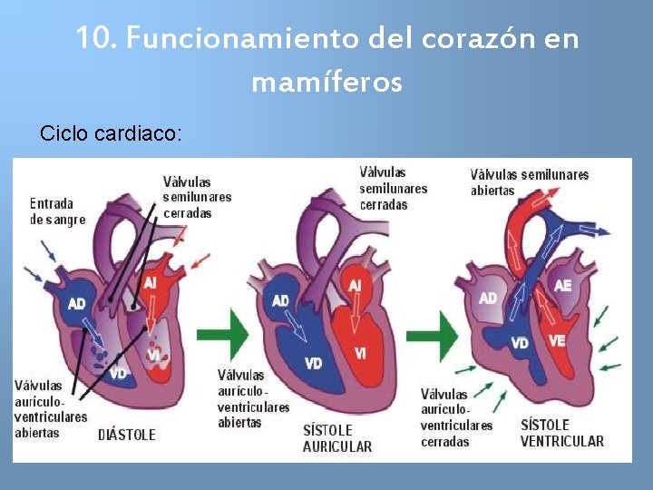 10. Funcionamiento del corazón en mamíferos Ciclo cardiaco: 