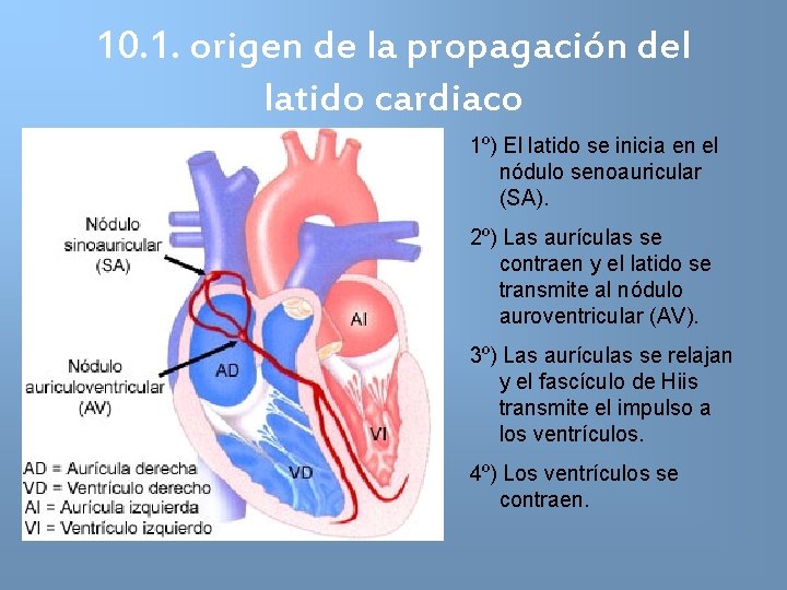 10. 1. origen de la propagación del latido cardiaco 1º) El latido se inicia