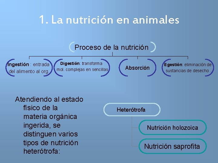 1. La nutrición en animales Proceso de la nutrición Ingestión : entrada del alimento