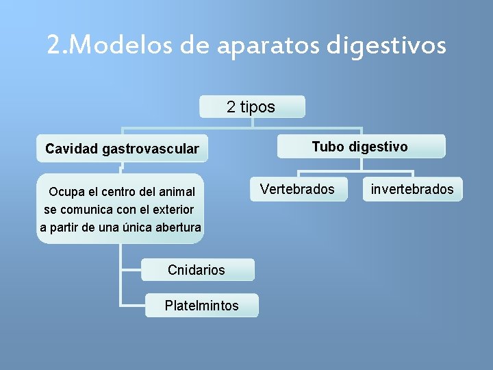 2. Modelos de aparatos digestivos 2 tipos Cavidad gastrovascular Ocupa el centro del animal