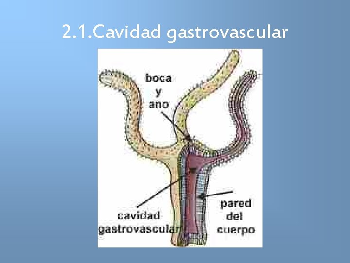 2. 1. Cavidad gastrovascular 