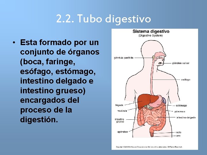 2. 2. Tubo digestivo • Esta formado por un conjunto de órganos (boca, faringe,