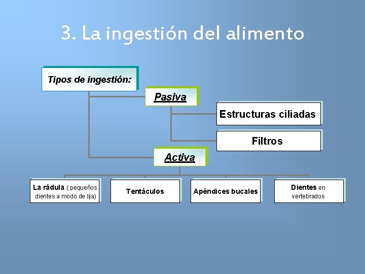 3. La ingestión del alimento Tipos de ingestión: Pasiva Estructuras ciliadas Filtros Activa La