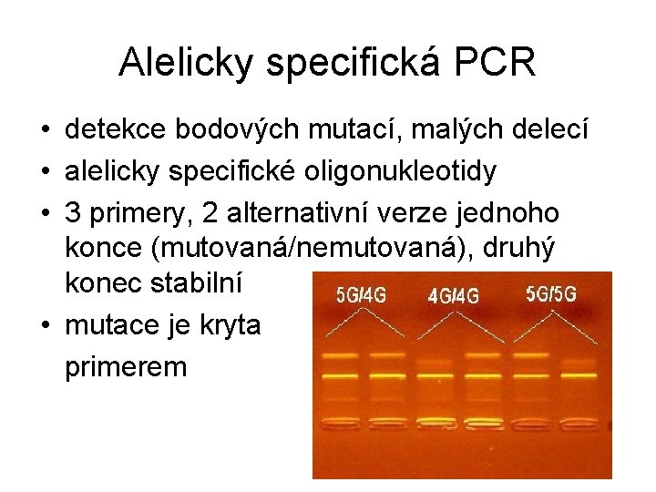 Alelicky specifická PCR • detekce bodových mutací, malých delecí • alelicky specifické oligonukleotidy •