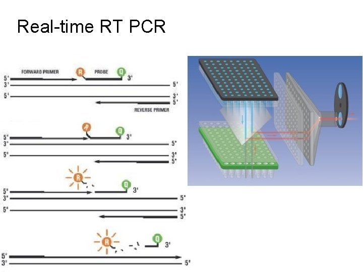 Real-time RT PCR 