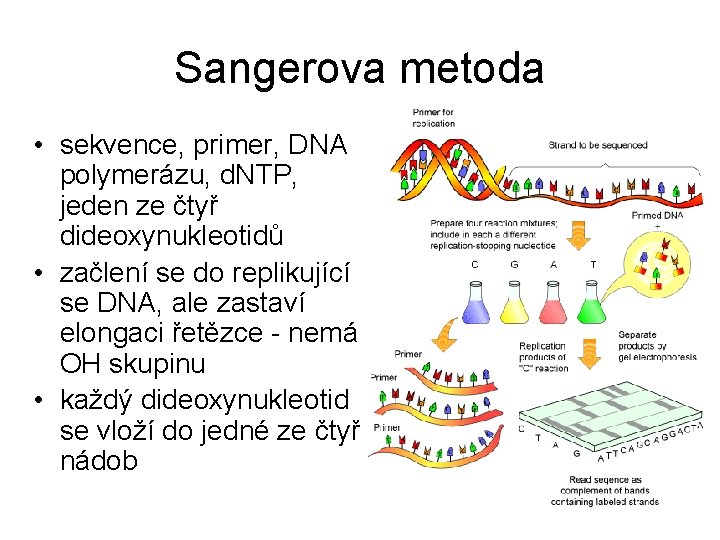 Sangerova metoda • sekvence, primer, DNA polymerázu, d. NTP, jeden ze čtyř dideoxynukleotidů •
