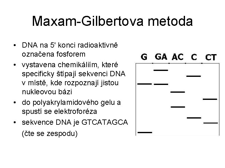 Maxam-Gilbertova metoda • DNA na 5' konci radioaktivně označena fosforem • vystavena chemikáliím, které