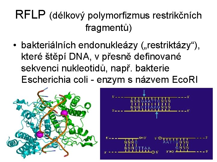 RFLP (délkový polymorfizmus restrikčních fragmentů) • bakteriálních endonukleázy („restriktázy“), které štěpí DNA, v přesně