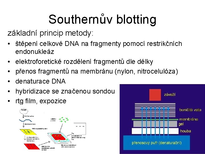 Southernův blotting základní princip metody: • štěpení celkové DNA na fragmenty pomocí restrikčních endonukleáz