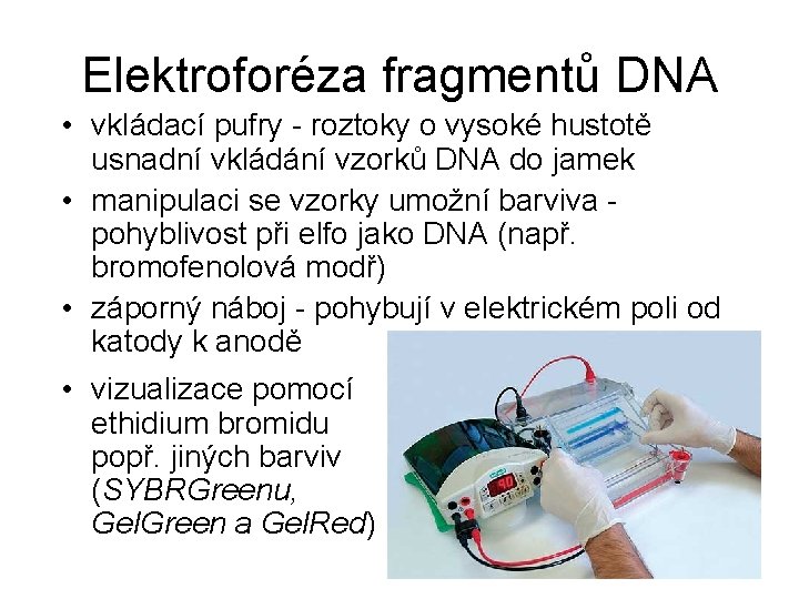 Elektroforéza fragmentů DNA • vkládací pufry - roztoky o vysoké hustotě usnadní vkládání vzorků