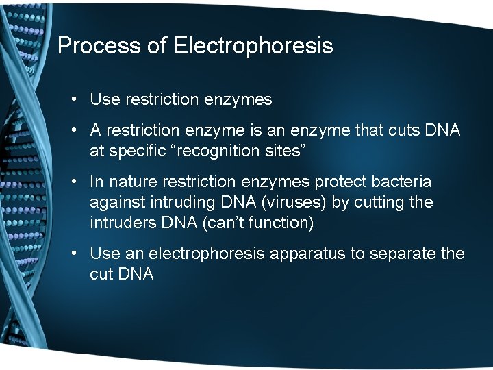 Process of Electrophoresis • Use restriction enzymes • A restriction enzyme is an enzyme