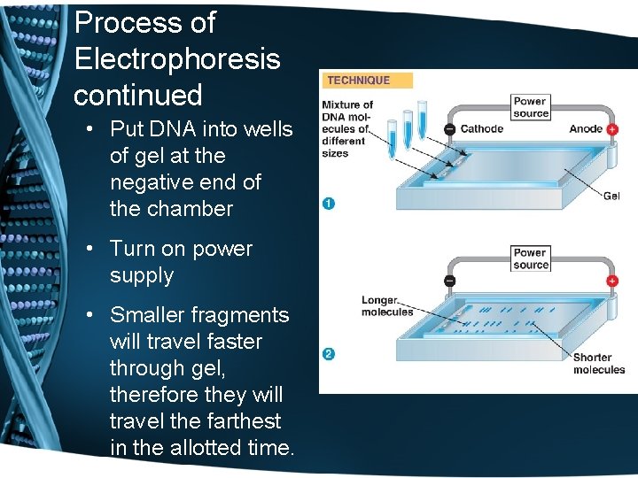 Process of Electrophoresis continued • Put DNA into wells of gel at the negative