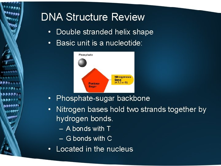 DNA Structure Review • Double stranded helix shape • Basic unit is a nucleotide: