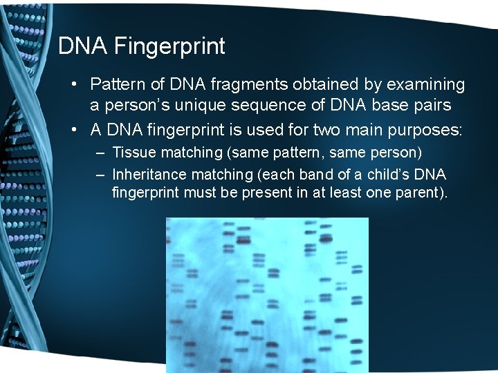 DNA Fingerprint • Pattern of DNA fragments obtained by examining a person’s unique sequence