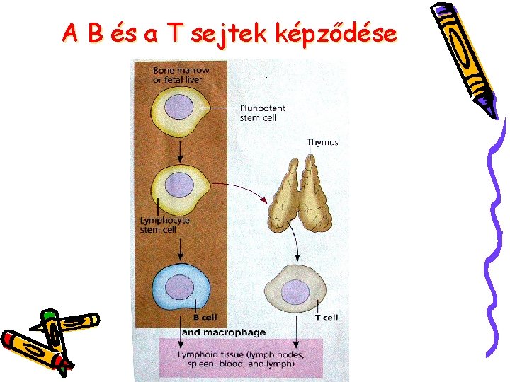 A B és a T sejtek képződése 