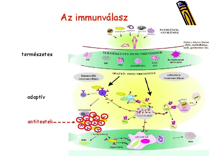 Az immunválasz természetes adaptív antitestek 