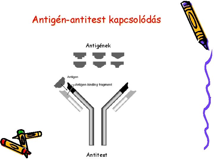 Antigén-antitest kapcsolódás Antigének Antitest 