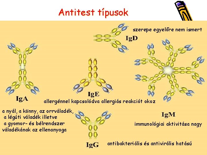 Antitest típusok szerepe egyelőre nem ismert allergénnel kapcsolódva allergiás reakciót okoz a nyál, a