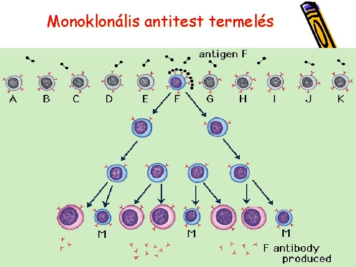 Monoklonális antitest termelés 