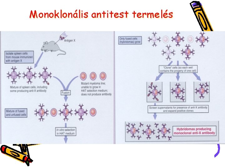 Monoklonális antitest termelés 