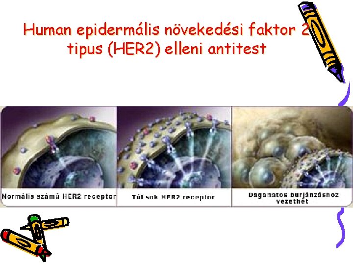 Human epidermális növekedési faktor 2 tipus (HER 2) elleni antitest 