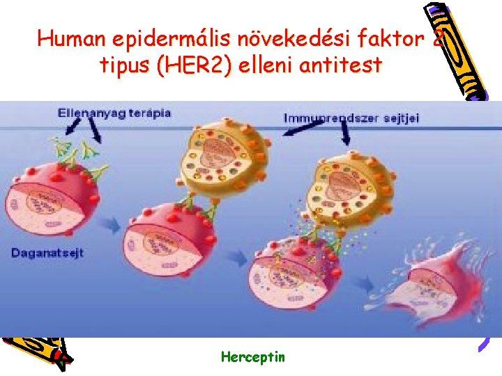 Human epidermális növekedési faktor 2 tipus (HER 2) elleni antitest Herceptin 