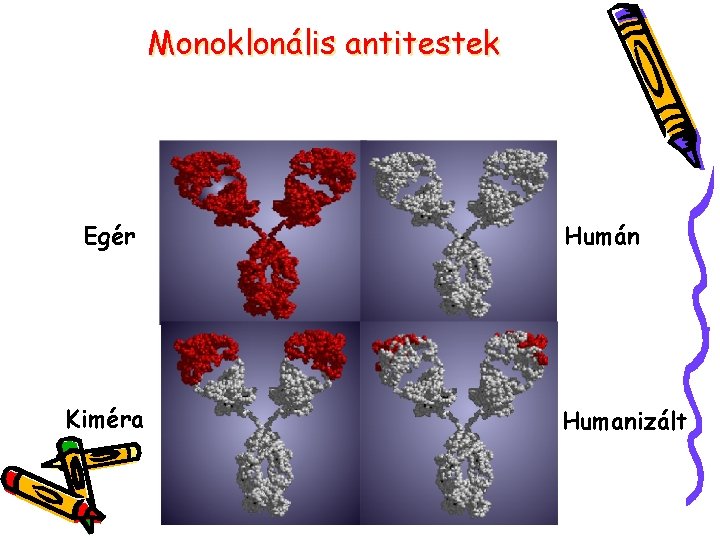 Monoklonális antitestek Egér Kiméra Humán Humanizált 