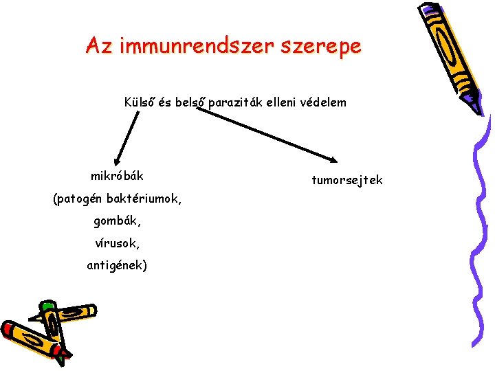 Az immunrendszerepe Külső és belső paraziták elleni védelem mikróbák (patogén baktériumok, gombák, vírusok, antigének)