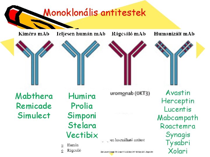 Monoklonális antitestek Mabthera Remicade Simulect Humira Prolia Simponi Stelara Vectibix Avastin Herceptin Lucentis Mabcampath