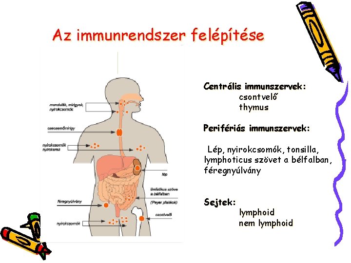 Az immunrendszer felépítése Centrális immunszervek: csontvelő thymus Perifériás immunszervek: Lép, nyirokcsomók, tonsilla, lymphoticus szövet