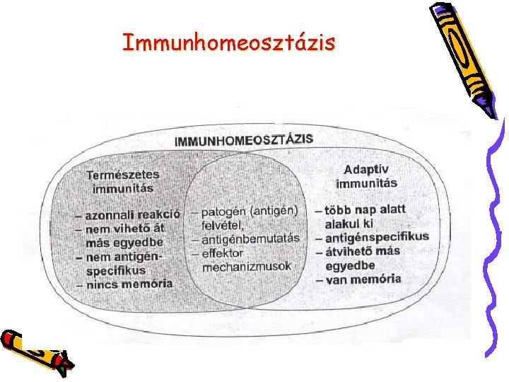 Immunhomeosztázis 