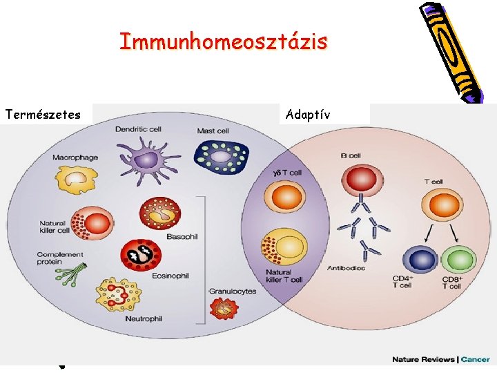 Immunhomeosztázis Természetes Adaptív 