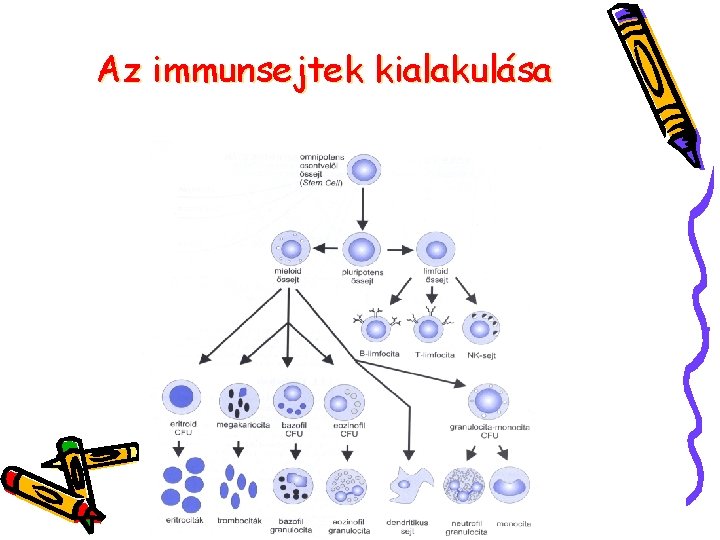 Az immunsejtek kialakulása 